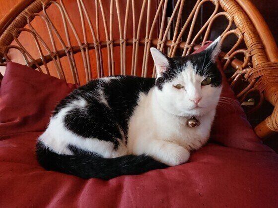 留守番する猫