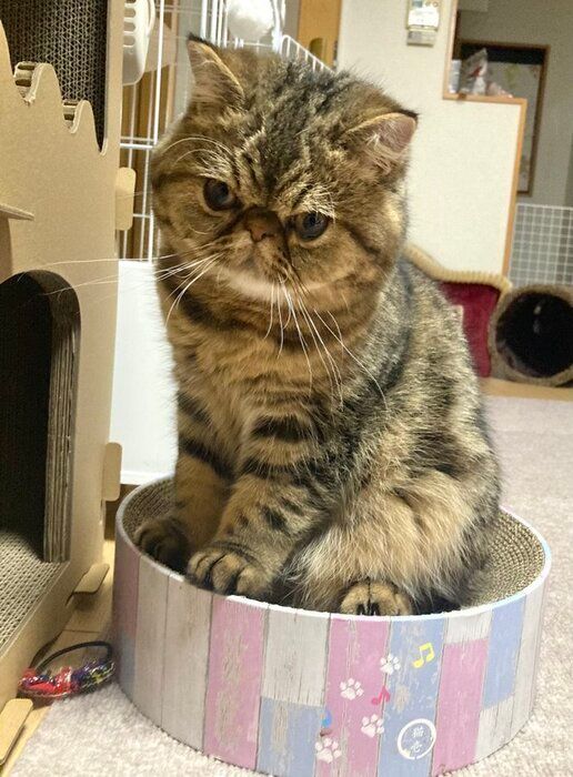 爪とぎの上に座っているエキゾチックショートヘア