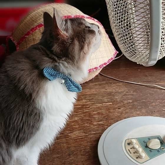 ミックス