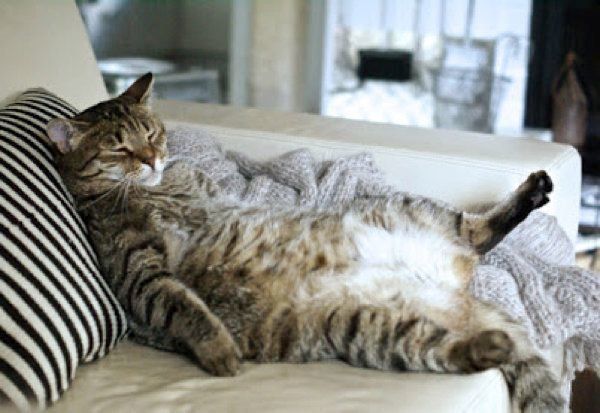 くつろぐ猫