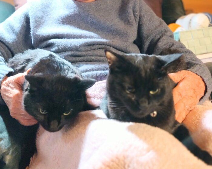 ばぁばの膝の上に乗るはるなちゃん、ムサシくん。