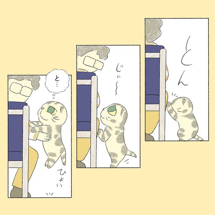 @tacos_cat