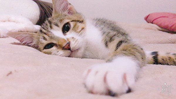 見つめる猫