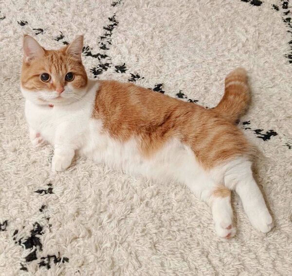 なぜか戦闘モードで飼い主の前に現れた猫 いつもと違う 勇ましい姿 にギャップ萌え ねこのきもちweb Magazine