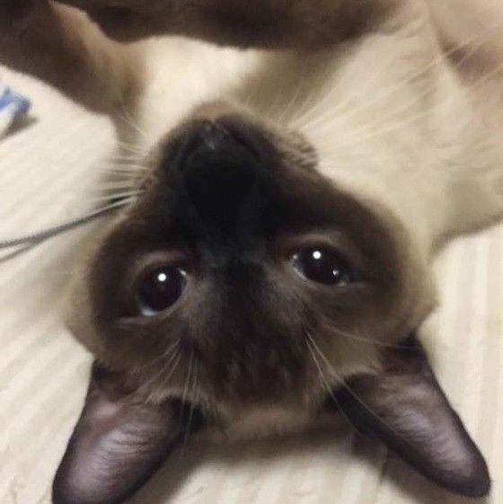 見つめるシャム