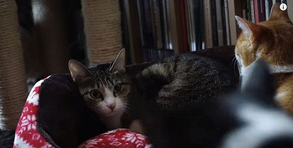 猫団子