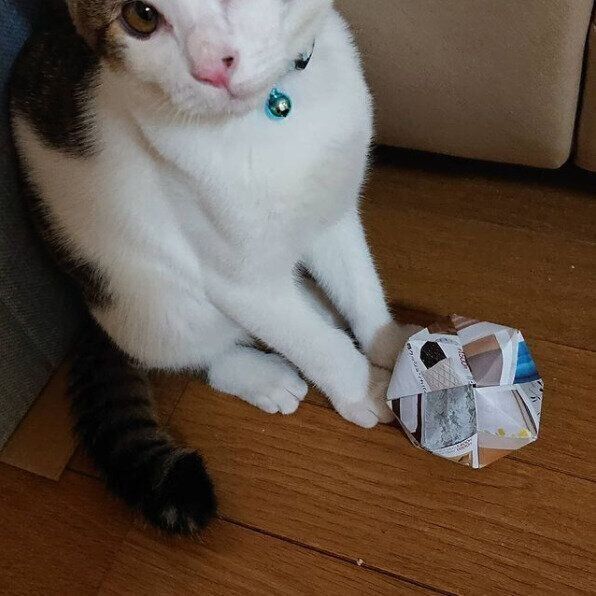 チラシのボールで遊ぶ猫