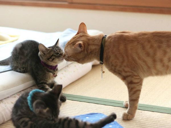 鼻をスンスンさせる猫