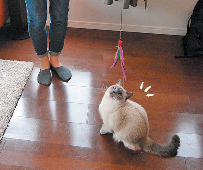 パタパタで遊ぶ猫1