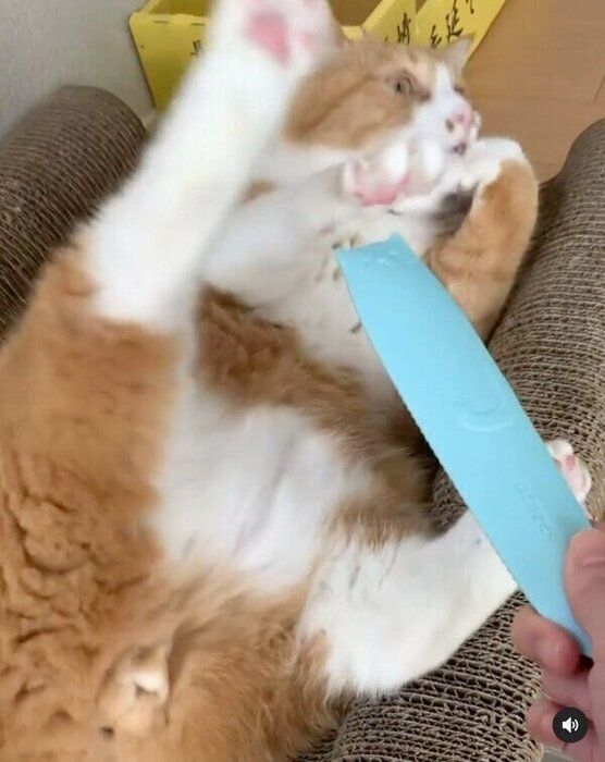 ブラシを避けるさんてくん