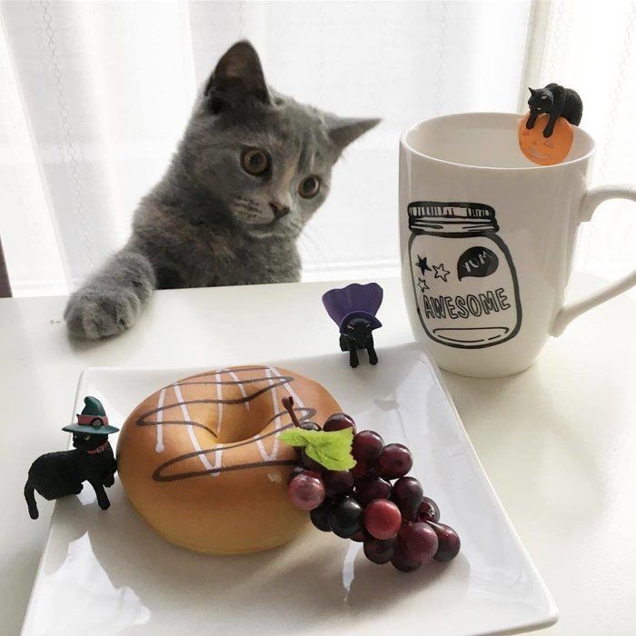 リリィちゃんとふちねこのハロウィンパーティー