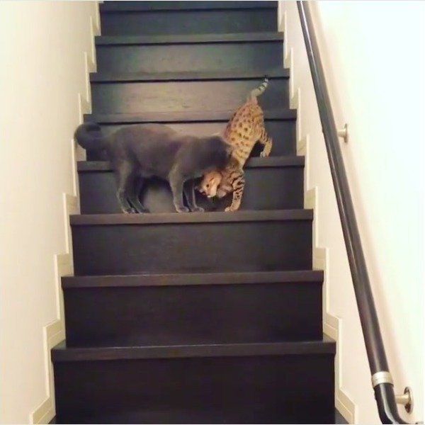 階段でたわむれるニャンズ