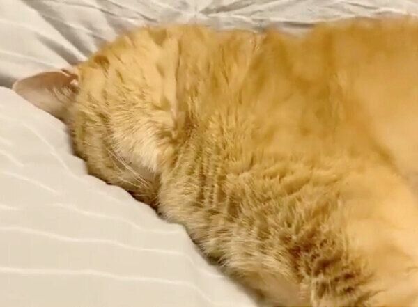 眠るきなこちゃん