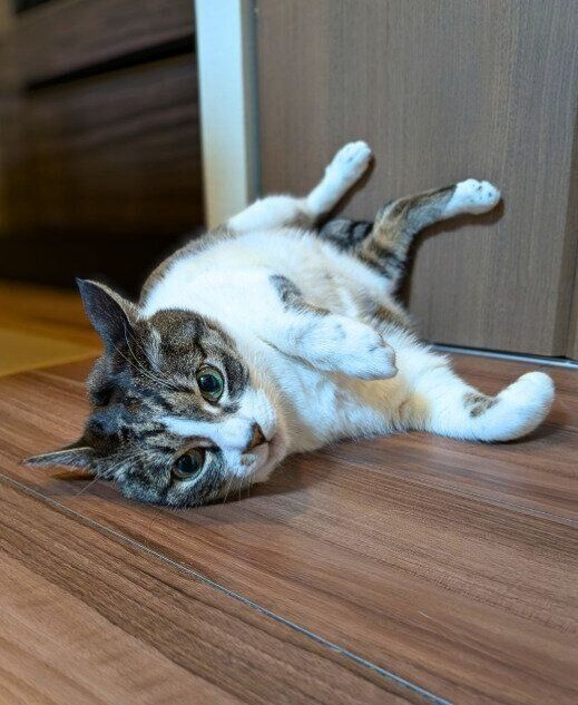 寝転んでいる猫