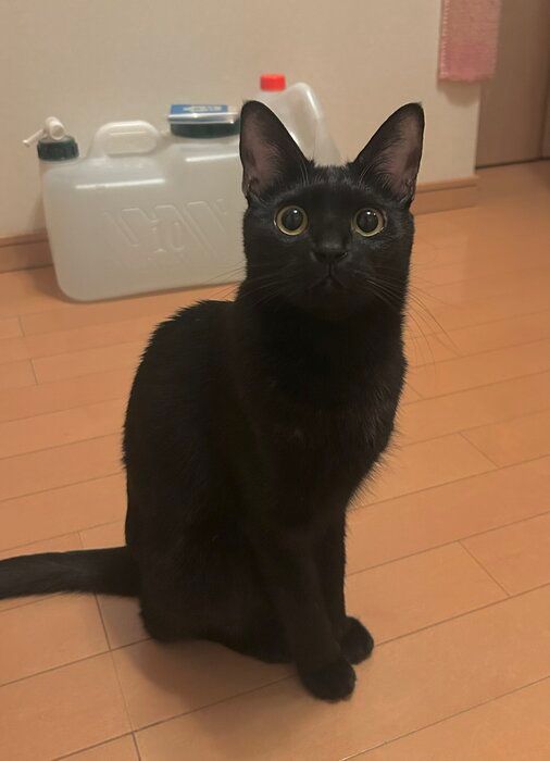 座って飼い主を見る猫