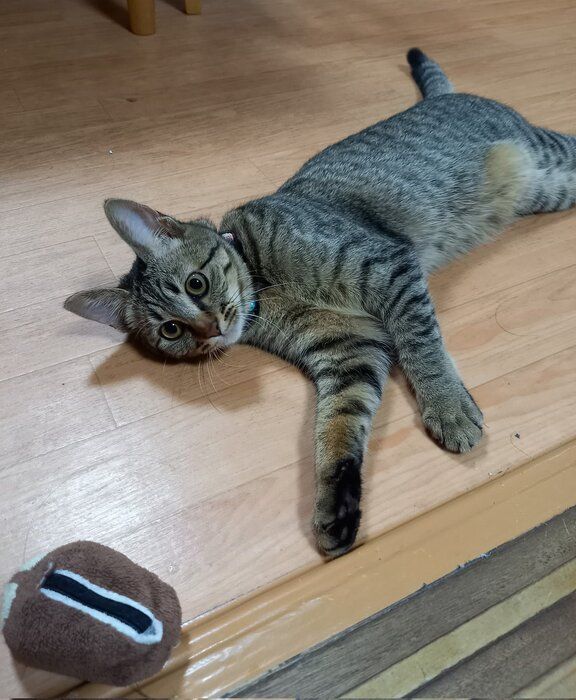 床に寝そべる子猫