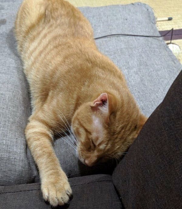 眠る猫