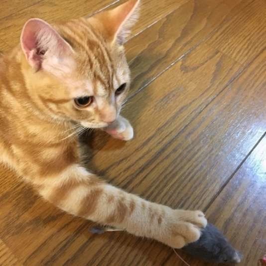 遊ぶアメリカンショートヘア