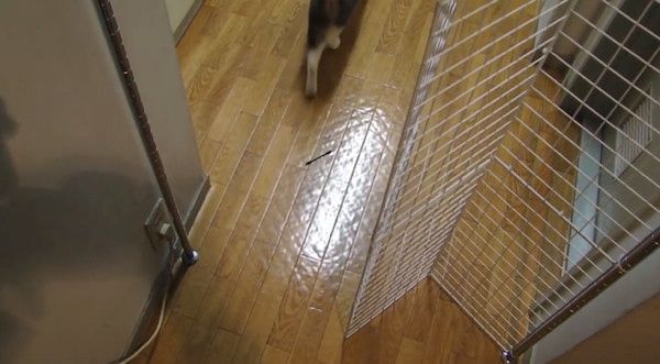 立ち去る猫