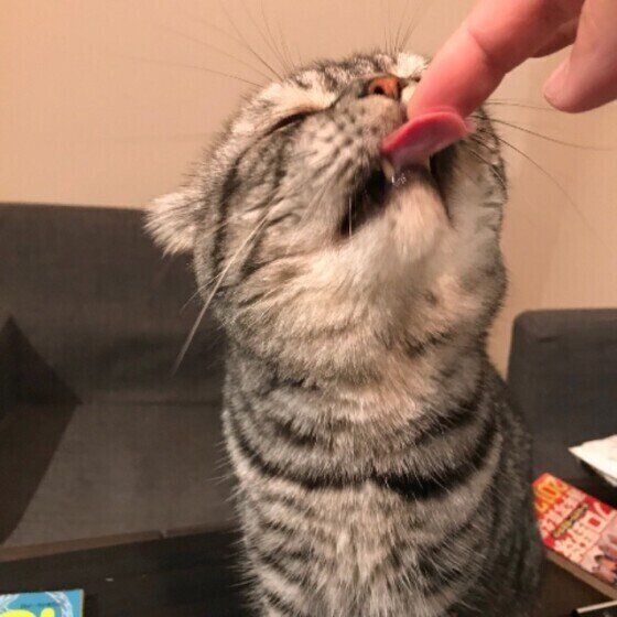 マメ スコ 舐める