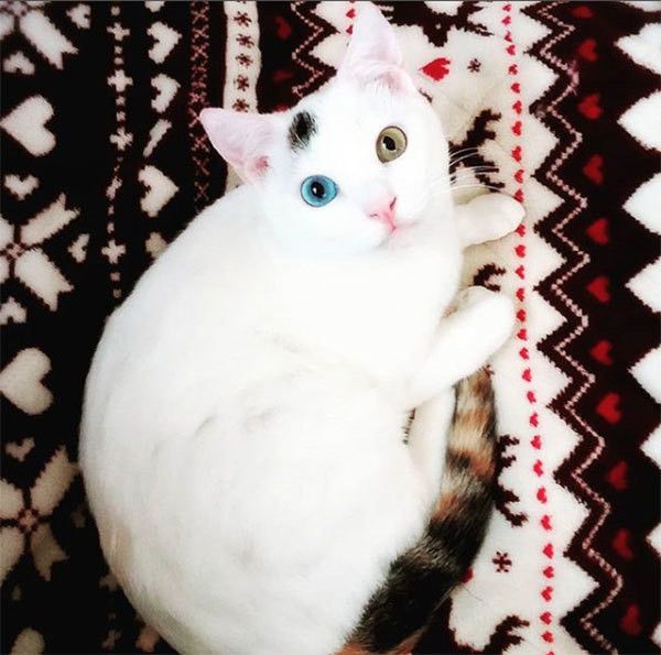 見つめる猫