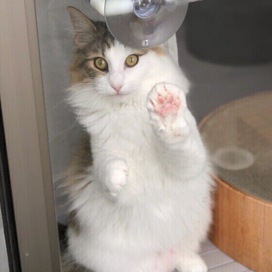 ノルウェージャンフォレストキャットのMilaちゃん
