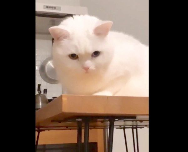 おもちゃを見つめるてふちゃん