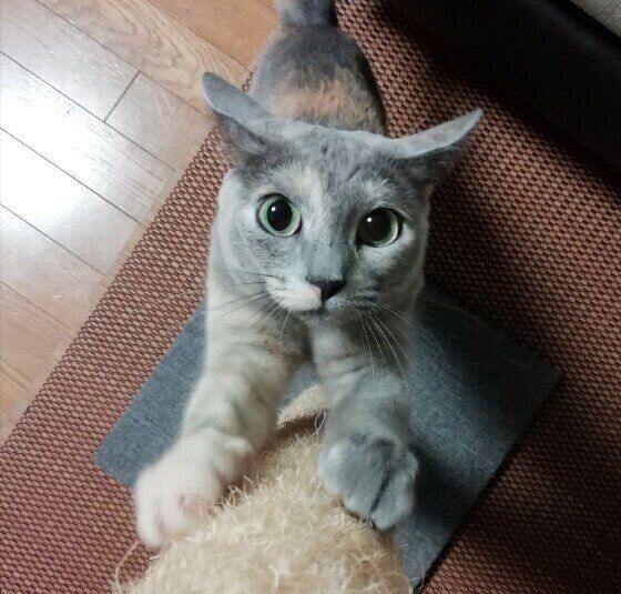 爪とぎ中の悠ちゃん