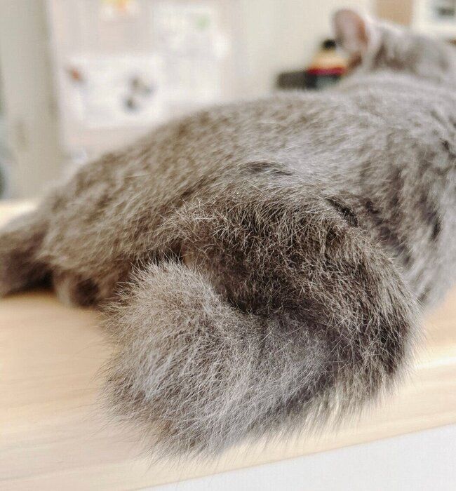ドーナツのようなしっぽのラテちゃん