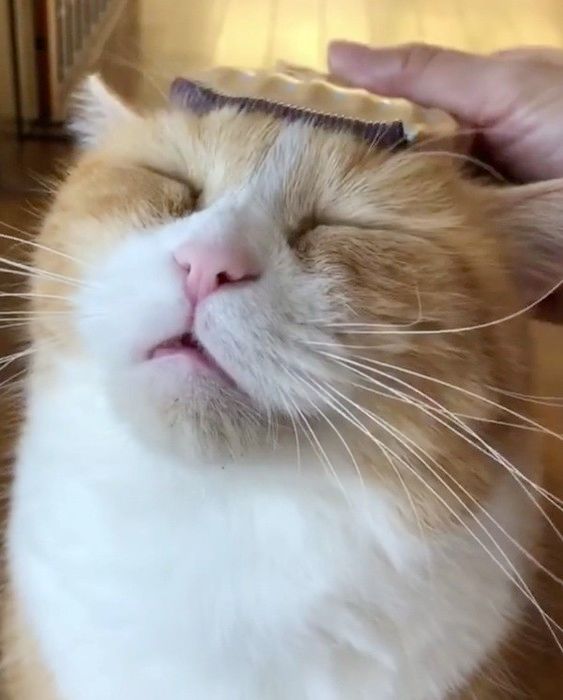 ブラッシングされる猫