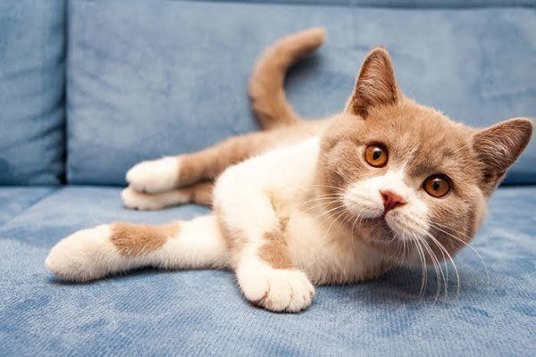 見つめる猫