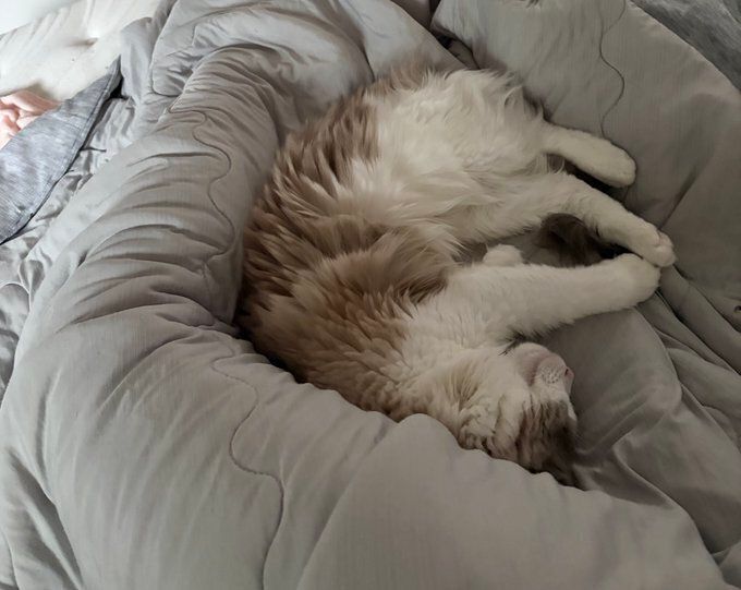 飼い主と添い寝をするラグドール