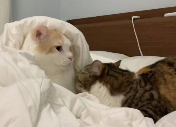 肩のあたりにちゅっとするりんちゃん