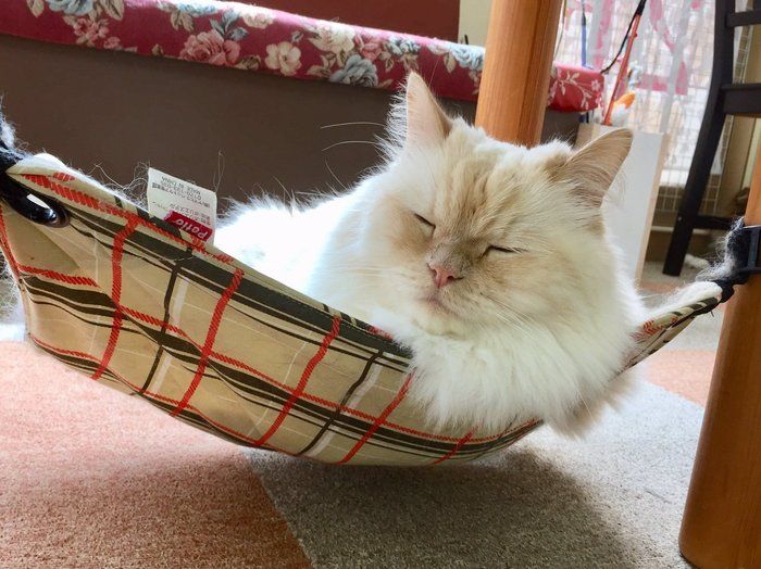 catcafeにゃんことの猫