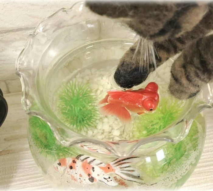 金魚鉢をつつくキジトラ