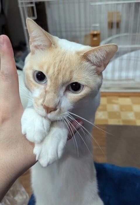 飼い主の手に前足を乗せる猫