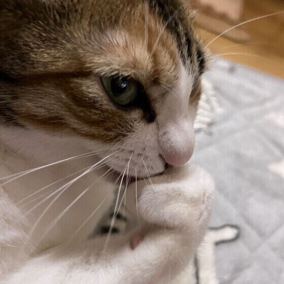 かみかみするリコちゃん