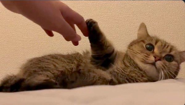 飼い主さんと握手するきなこちゃん
