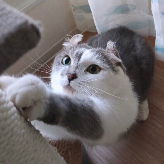 爪とぎするマンチカール
