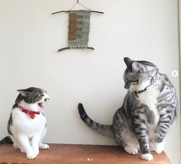 猫のうさこちゃんと春太郎くん