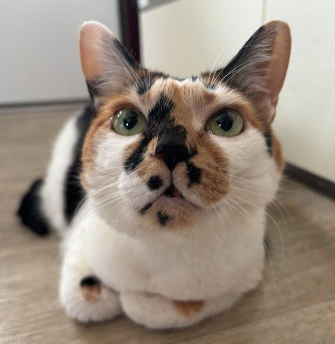 まったりするさくらちゃん