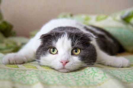 ねこ