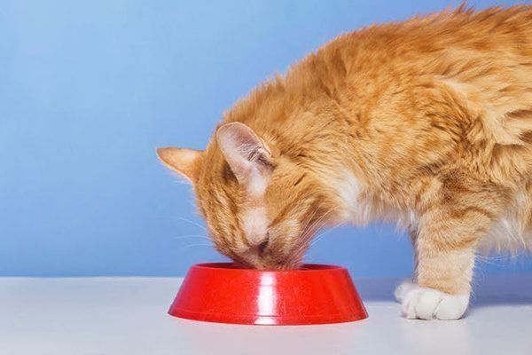 ごはんを食べる猫