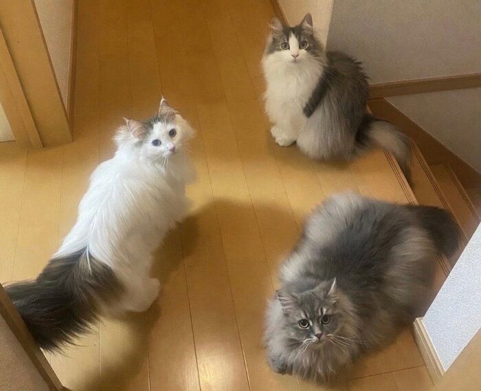 2匹のノルウェージャンフォレストキャットとサイベリアン