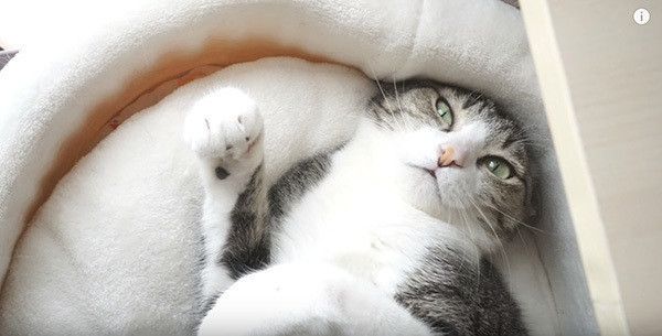 寝転ぶ猫