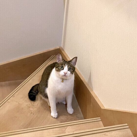 爪切りから逃げる茶白猫