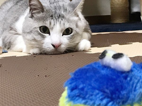 野性的な猫