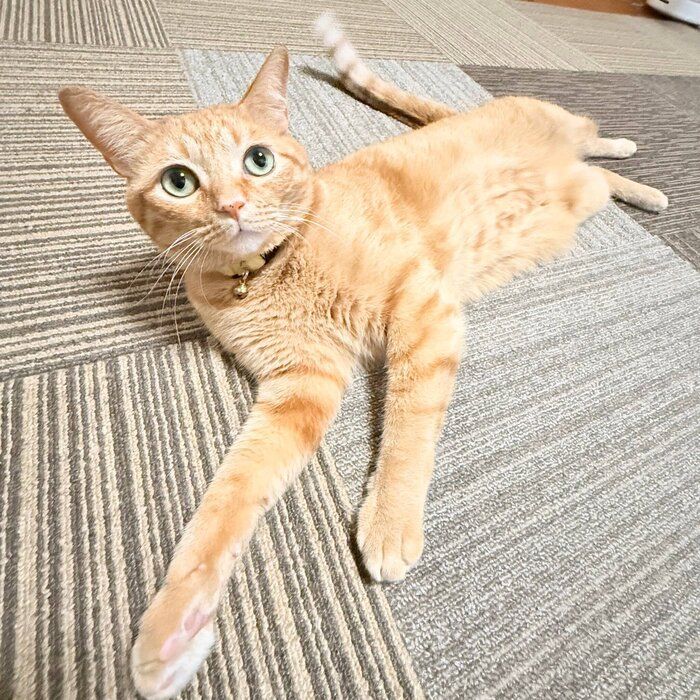 飼い主を見上げる猫