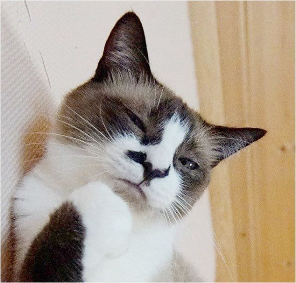あんこちゃん