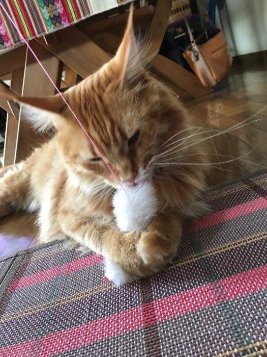 愛猫も飼い主さんもハッピーになる またたび の上手な使い方 ねこのきもちweb Magazine 愛猫も飼い主さんもハッピーになる またたび の上手な使い方 ねこのきもちweb Magazine